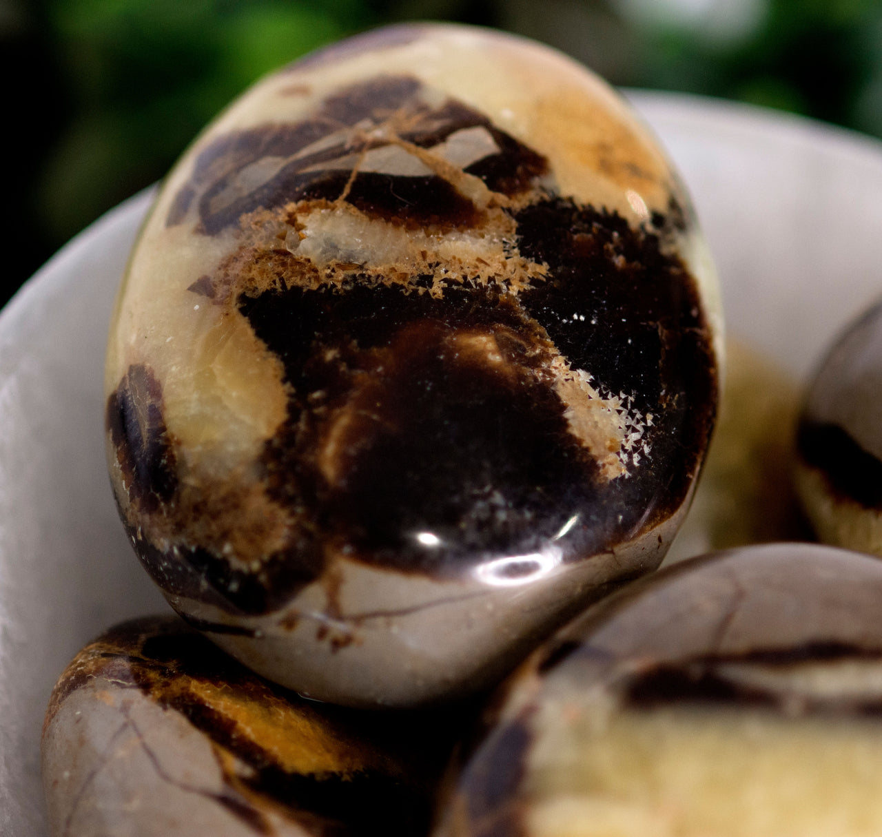 SEPTARIAN PALM STONE