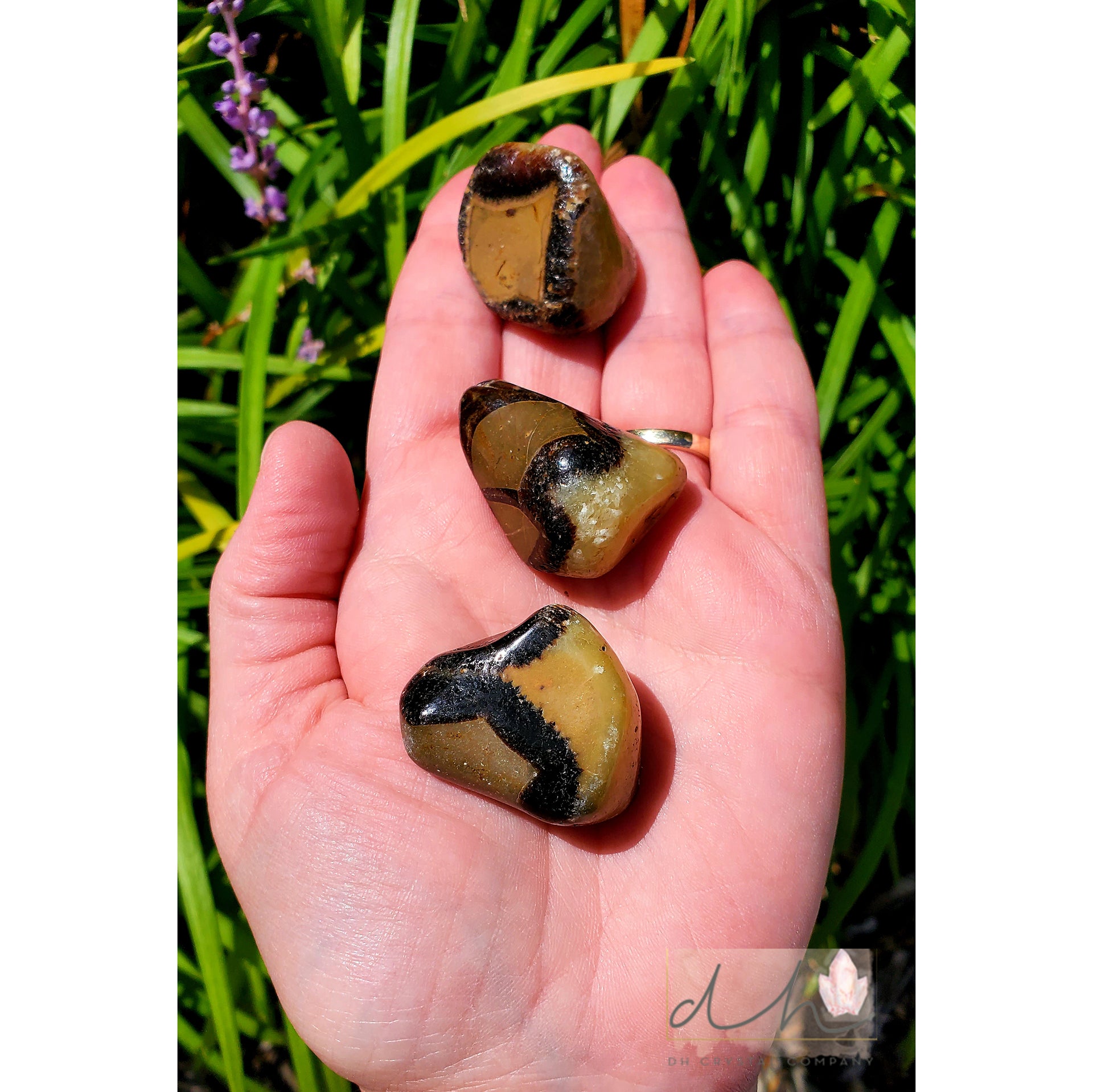 SEPTARIAN TUMBLE